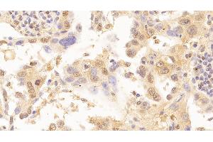 Immunohistochemistry (IHC) image for anti-Lamin B1 (LMNB1) (AA 52-233) antibody (ABIN7428965)