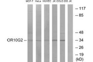 Western blot analysis of extracts from HuvEc/HeLa/MCF-7/Jurkat/COLO cells, using OR10G2 Antibody.
