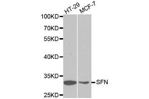 Western blot analysis of extracts of various cell lines, using SFN antibody. (14-3-3 sigma/SFN antibody  (AA 1-248))