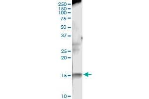 Immunoprecipitation of NFATC2IP transfected lysate using anti-NFATC2IP MaxPab rabbit polyclonal antibody and Protein A Magnetic Bead , and immunoblotted with NFATC2IP purified MaxPab mouse polyclonal antibody (B01P) . (NFATC2IP antibody  (AA 1-138))