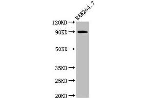 Western Blot Positive WB detected in: Raw264. (VCP antibody  (AA 704-806))