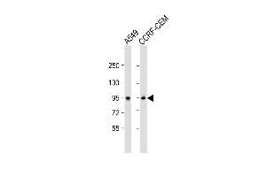 All lanes : Anti-CD71 Antibody (C-term) at 1:2000 dilution Lane 1: A549 whole cell lysate Lane 2: CCRF-CEM whole cell lysate Lysates/proteins at 20 μg per lane.