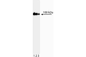 Western blot analysis of DNA Topoisomerase I. (Topoisomerase I antibody)