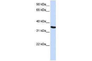 Western Blotting (WB) image for anti-Developmental Pluripotency Associated 2 (DPPA2) antibody (ABIN2459554)