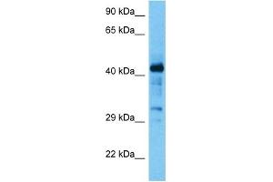 Host:  Mouse  Target Name:  MAZ  Sample Tissue:  Mouse Spleen  Antibody Dilution:  1ug/ml (MAZ antibody  (N-Term))