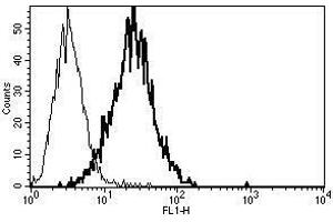 A typical staining pattern with the B-C12 monoclonal antibody of KG-1 cell line