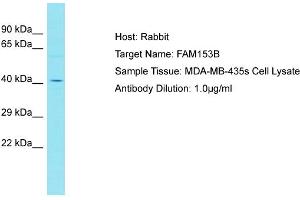 Host: Rabbit Target Name: FAM153B Sample Type: MDA-MB-435s Whole cell lysates Antibody Dilution: 1. (FAM153B antibody  (C-Term))
