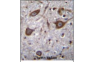 GRIA4 Antibody (Center) (ABIN656865 and ABIN2846069) immunohistochemistry analysis in formalin fixed and paraffin embedded human brain tissue followed by peroxidase conjugation of the secondary antibody and DAB staining.