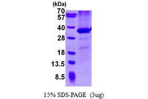 Image no. 1 for CD274 (PD-L1) protein (His tag) (ABIN1098649)