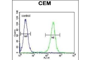 MSI1 Antibody (N-term) (ABIN655905 and ABIN2845305) flow cytometric analysis of CEM cells (right histogram) compared to a negative control cell (left histogram).