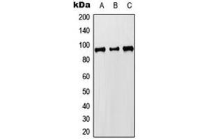 Western blot analysis of MCM8 expression in HEK293T (A), Raw264. (MCM8 antibody  (C-Term))
