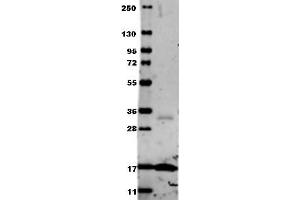 Image no. 2 for anti-Tumor Necrosis Factor alpha (TNF alpha) antibody (ABIN799618) (TNF alpha antibody)