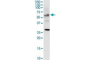 TRAF3IP3 antibody  (AA 231-330)