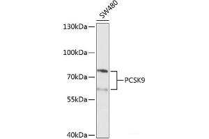 Western blot analysis of extracts of SW480 cells using PCSK9 Polyclonal Antibody at dilution of 1:1000. (PCSK9 antibody)