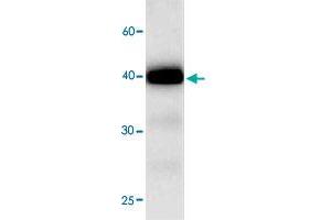 Western blot analysis in PTPMT1 recombinant protein with PTPMT1 monoclonal antibody, clone 68r78  at 1 : 1000 dilution.