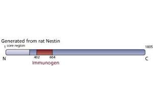Image no. 1 for anti-Nestin (NES) (AA 402-604) antibody (ABIN968629) (Nestin antibody  (AA 402-604))