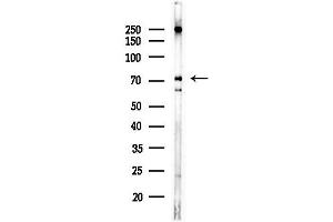 Western blot analysis of lysates from Hela cells(heat-shock,45 min treatment), using Phospho-Lamin A/C (Ser390) Antibody at 1/1000 dilution.