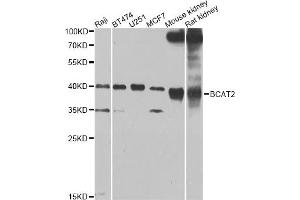 Western blot analysis of extracts of various cell lines, using BCAT2 Antibody (ABIN4903022) at 1:1000 dilution.