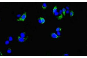 Immunofluorescent analysis of MCF-7 cells using ABIN7148457 at dilution of 1:100 and Alexa Fluor 488-congugated AffiniPure Goat Anti-Rabbit IgG(H+L) (COG4 antibody  (AA 506-785))