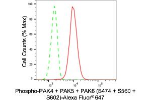 Flow cytometric analysis of Phospho-PAK4 + PAK5 + PAK6 (S474 + S560 + S602) expression in H9c2 cells using Phospho-PAK4 + PAK5 + PAK6 (S474 + S560 + S602) antibody (ABIN7799729), 1:2,000).