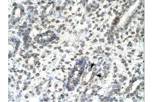 Image no. 1 for anti-T-Bet (AA 338-387) antibody (ABIN6735814) (T-Bet antibody  (AA 338-387))