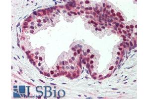 ABIN5539877 (5µg/ml) staining of paraffin embedded Human Prostate.