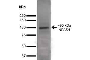 Western Blot analysis of Rat Brain showing detection of ~90 kDa NPAS4 protein using Mouse Anti-NPAS4 Monoclonal Antibody, Clone S408-79 .