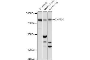 Western blot analysis of extracts of various cell lines, using ZNF530 Rabbit pAb (ABIN7271497) at 1:1000 dilution. (ZNF530 antibody  (AA 1-190))