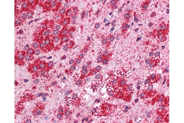TMEM33 antibody  (Internal Region)