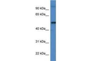 Image no. 1 for anti-Katanin P60 (ATPase Containing) Subunit A 1 (KATNA1) (AA 349-398) antibody (ABIN6746348) (KATNA1 antibody  (AA 349-398))