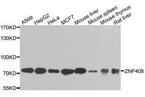 Western blot analysis of extracts of various cell lines, using ZNF408 antibody. (ZNF408 antibody  (AA 471-720))