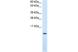 WB Suggested Anti-CXCL12 Antibody Titration:  0. (CXCL12 antibody  (Middle Region))
