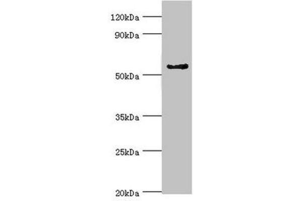 CYP3A5 anticorps  (AA 233-502)