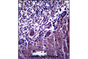 PLXNC1 Antibody (C-term) (ABIN657499 and ABIN2846524) immunohistochemistry analysis in formalin fixed and paraffin embedded human cerebellum tissue followed by peroxidase conjugation of the secondary antibody and DAB staining. (Plexin C1 antibody  (C-Term))