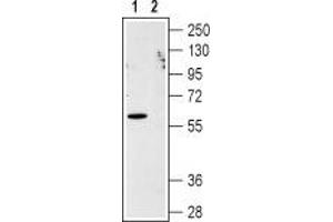 Western blot analysis of CXCR1 in human Jurkat acute T cell leukemia cell lysate: - 1. (CXCR1 antibody  (Extracellular, N-Term))