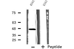 Western blot analysis of extracts from K562 cells, using HTR1B antibody. (5HT1B Receptor antibody  (Internal Region))
