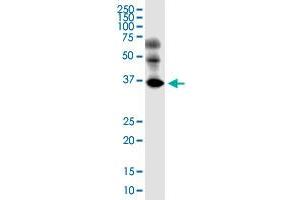 EMB monoclonal antibody (M05), clone 3F12. (Embigin antibody  (AA 1-327))