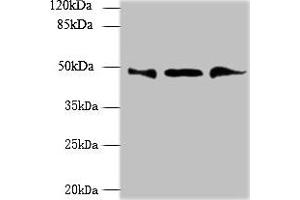 Western blot All lanes: UBXN6 antibody at 1. (UBXN6 antibody  (AA 1-388))
