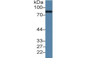 Rabbit Capture antibody from the kit in WB with Positive Control: Rat serum. (Complement Factor B ELISA Kit)