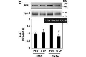Western Blot of Anti-Apolipoprotein J Antibody. (Clusterin antibody)