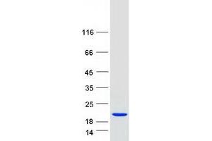 Validation with Western Blot (Iba1 Protein (Transcript Variant 1) (Myc-DYKDDDDK Tag))