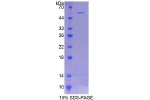 SDS-PAGE analysis of Rat COQ6 Protein. (COQ6 Protein)