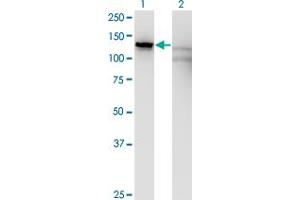 Western Blot analysis of SLC4A1AP expression in transfected 293T cell line by SLC4A1AP monoclonal antibody (M01), clone 2G10. (NADAP antibody  (AA 154-254))