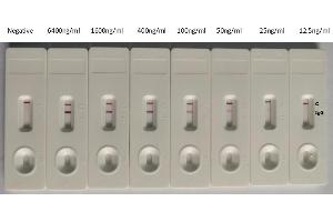Rapid Test (rapid) image for anti-SARS-CoV-2 Spike S1 (RBD) antibody (ABIN6953152)
