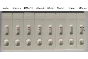 GICA: In the Colloidal Gold Immunochromatography Assay detection system, the background of antibody (ABIN6953152) is clean, the detection limit can be as low as 25 ng/mL (1. (Recombinant SARS-CoV-2 Spike S1 antibody  (RBD))