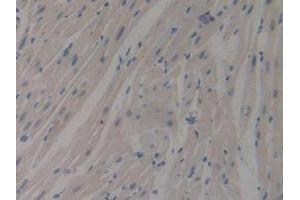 IHC-P analysis of Mouse Heart Tissue, with DAB staining. (MUC1 antibody  (AA 474-630))