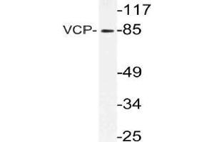 Western blot (WB) analysis of VCP antibody in extracts from 3T3 cells. (VCP antibody)