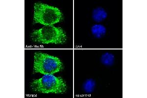 ABIN768619-Immunofluorescence analysis of paraformaldehyde fixed A549 cells, permeabilized with 0. (MUC5B antibody  (Internal Region))