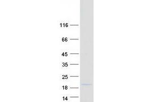 Validation with Western Blot (BOLA1 Protein (Myc-DYKDDDDK Tag))