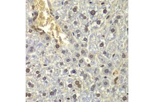 Immunohistochemistry of paraffin-embedded mouse liver using RPL5 antibody. (RPL5 antibody)